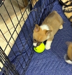 Pembroke welsh corgi pups