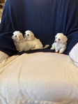 Multipoo Puupies