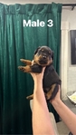 Male Rottweiler