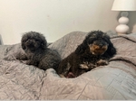 CKC Toy Poodle