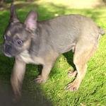 French Bulldogs for sale CHEAP