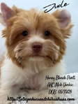 AKC Mini Male Exotic Colored Yorkies