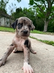 Doberman mix pitbull XL puppy
