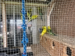 Parakeet for sale