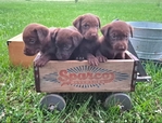 AKC LAB PUPPIES