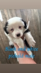 Mini Australian shepherd male