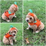 Toy poodle pups!