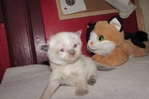 Ragdoll kittens for sale