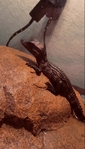 dwarf caiman