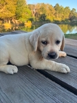 Gorgeous Yellow English Labrador Females