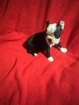 AKC Boston Terrier puppies