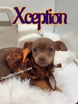 AKC Stunning Lilac & Tan male Chihuahua