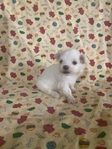 AKC MALTESE PUPPIES(TAKING DEPOSITS)