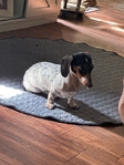 Mini dachshund