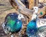 PEACOCK FARM MUST LIQUIDATE ALL BIRDS DUE TO HEALTH ISSUES