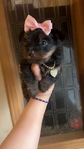 Tiny yorkies