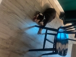 Looking to rehome and mini bulldog