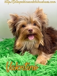 AKC Thick Coated Male Mini Yorkie