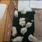 Adorable Maltese Puppies