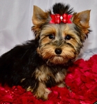 Tiny little AKC Yorkie Female Puppies