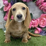 AKC Registered Cream Dachshund Male – Kasper