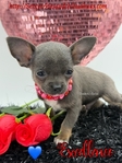 Breathtaking Male AKC Applehead Chihuahua