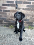Golden/Collie Puppies
