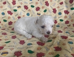 AKC MALTESE PUPPIES(TAKING DEPOSITS)