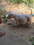 Bully PitBull Puppies