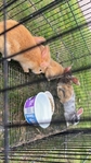 Tumak/new Zealand Rex mix rabbits and bunnies.
