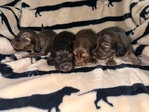 Mini Longhair Dachshund Puppies