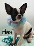 AKC Registered Adorable Male Chihuahuas