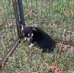 AKC  Chihuahuas  pet only