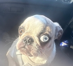 Pug Puppy