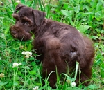 AKC Toy/Miniature Schnauzer Male Puppies