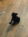 Pug puppies