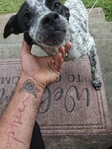 Rehoming sweet girl