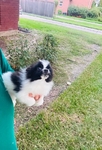 Pomeranian puppies Teacup & Toy sizes