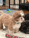 Registered Male Shih Tzu puppy