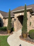 Italian Cypress Trees