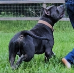 XL American Bully