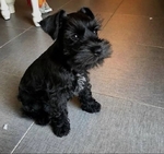 MINIATURE SCHNANUZERS