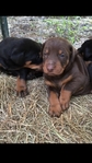 Doberman Puppies for sale
