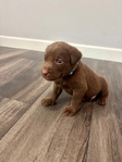 AKC Registered Chocolate Lab Puppies