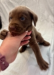 Chocolate Lab Puppies!