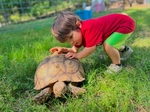 African Sulcata Tortoise Babies