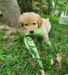 Golden/Collie Puppies
