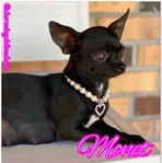 Beautiful Black Adult Female Chihuahua