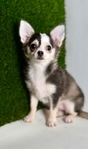 Chihuahua puppies