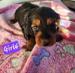 Dachshund Mix Puppies Ready for the Holidays >🐾